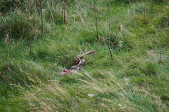 Windhouse Michael 014